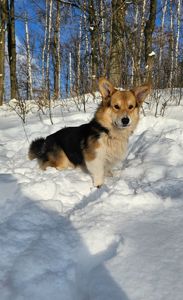 Кобель вельш корги пемброк