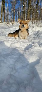 Кобель вельш корги пемброк