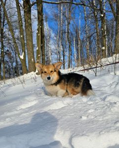 Кобель вельш корги пемброк