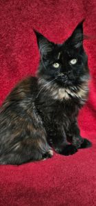 Крутая девочка мейн кун