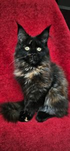 Крутая девочка мейн кун