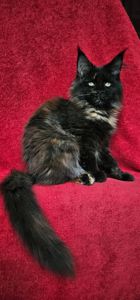 Крутая девочка мейн кун