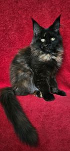 Крутая девочка мейн кун