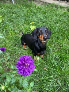 Такса самець на вʼязку