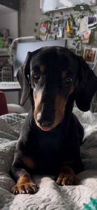 Такса самець на вʼязку