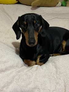 Такса самець на вʼязку