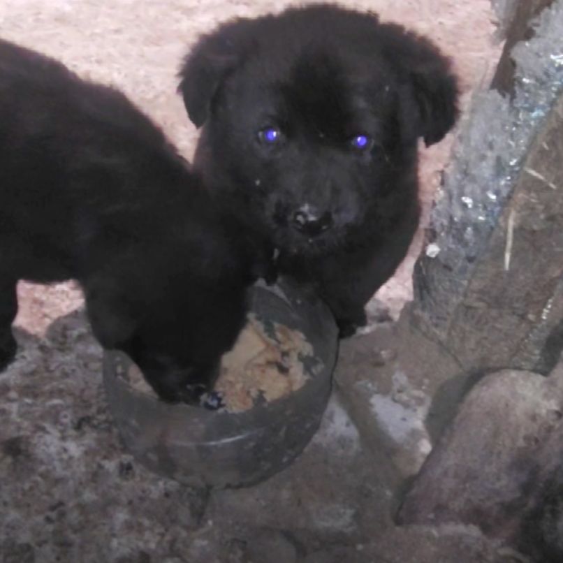 Цуценята від вівчарки та лабрадора чорні