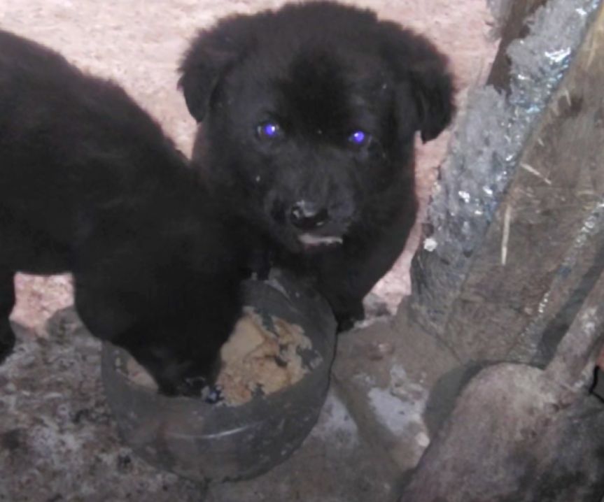 Цуценята від вівчарки та лабрадора чорні