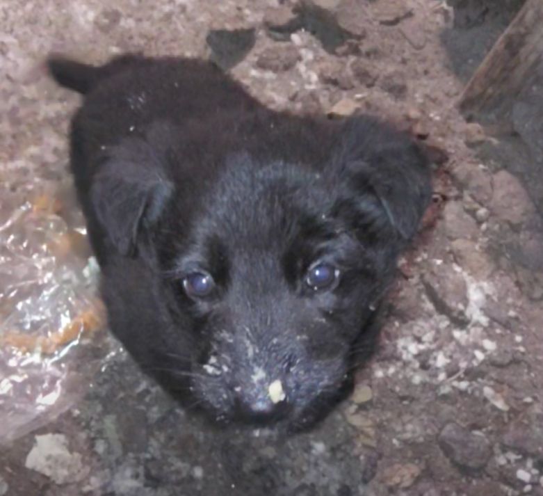 Цуценята від вівчарки та лабрадора чорні