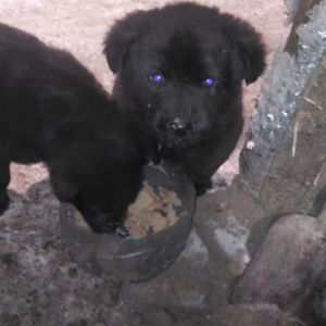 Цуценята від вівчарки та лабрадора чорні