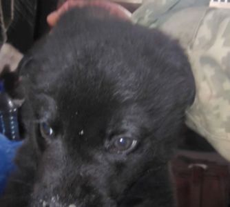 Цуценята від вівчарки та лабрадора чорні