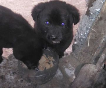 Цуценята від вівчарки та лабрадора чорні
