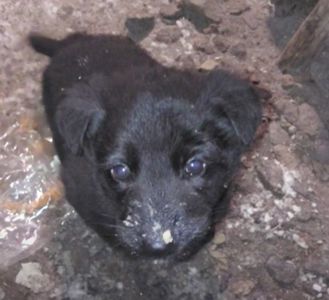 Цуценята від вівчарки та лабрадора чорні