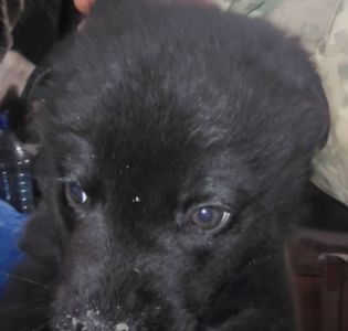 Цуценята від вівчарки та лабрадора чорні