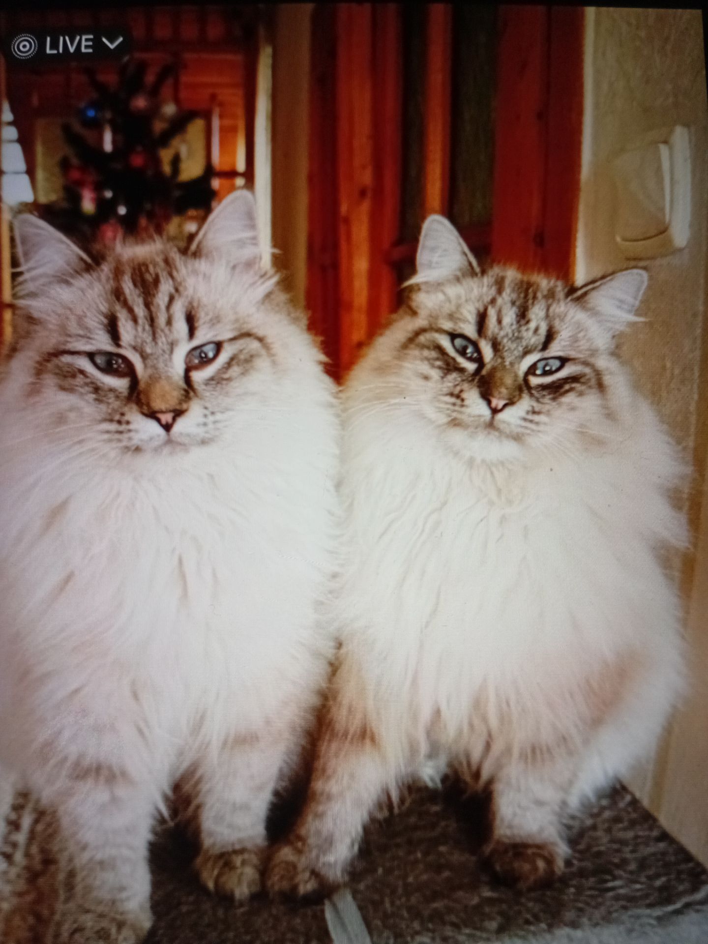 Котик кіт кошеня