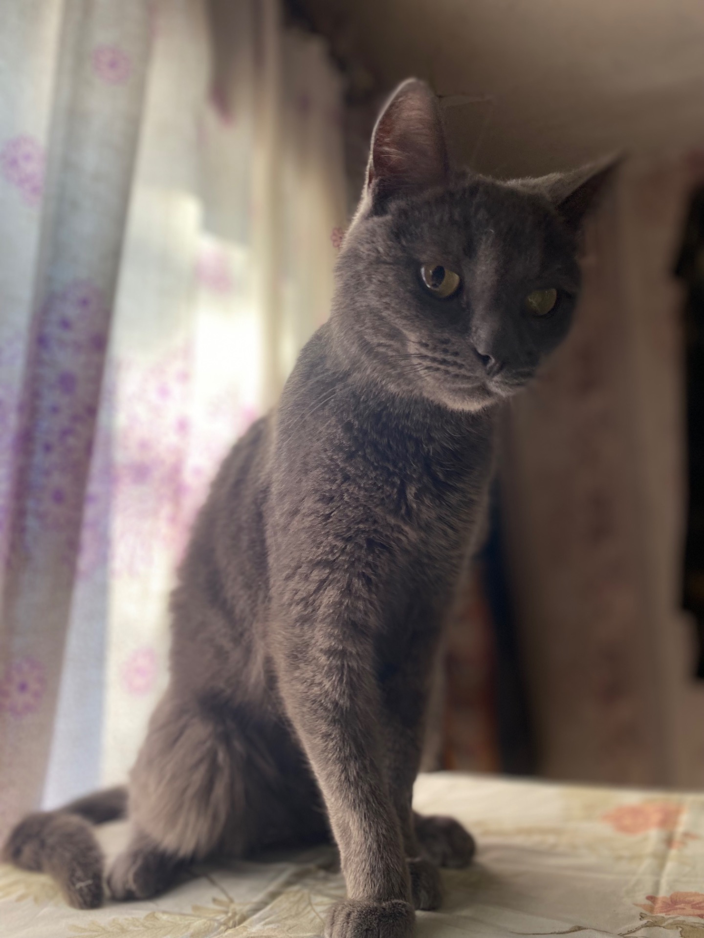 Котик Димок у пошуках родини