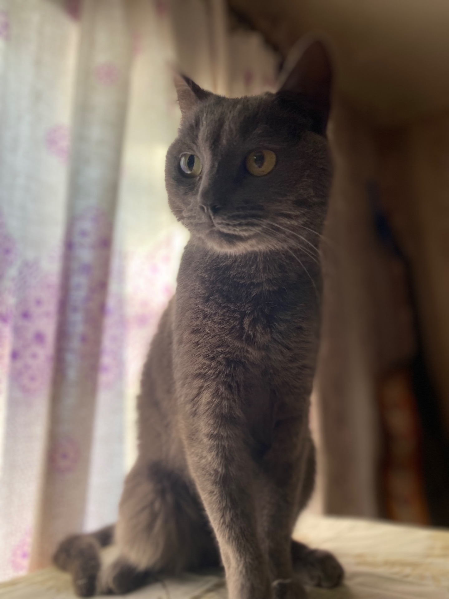 Котик Димок у пошуках родини