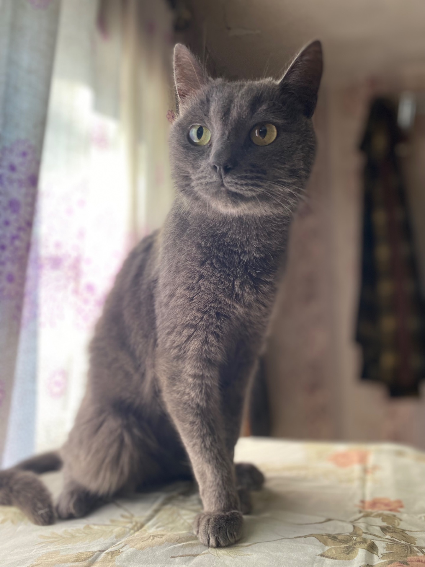 Котик Димок у пошуках родини