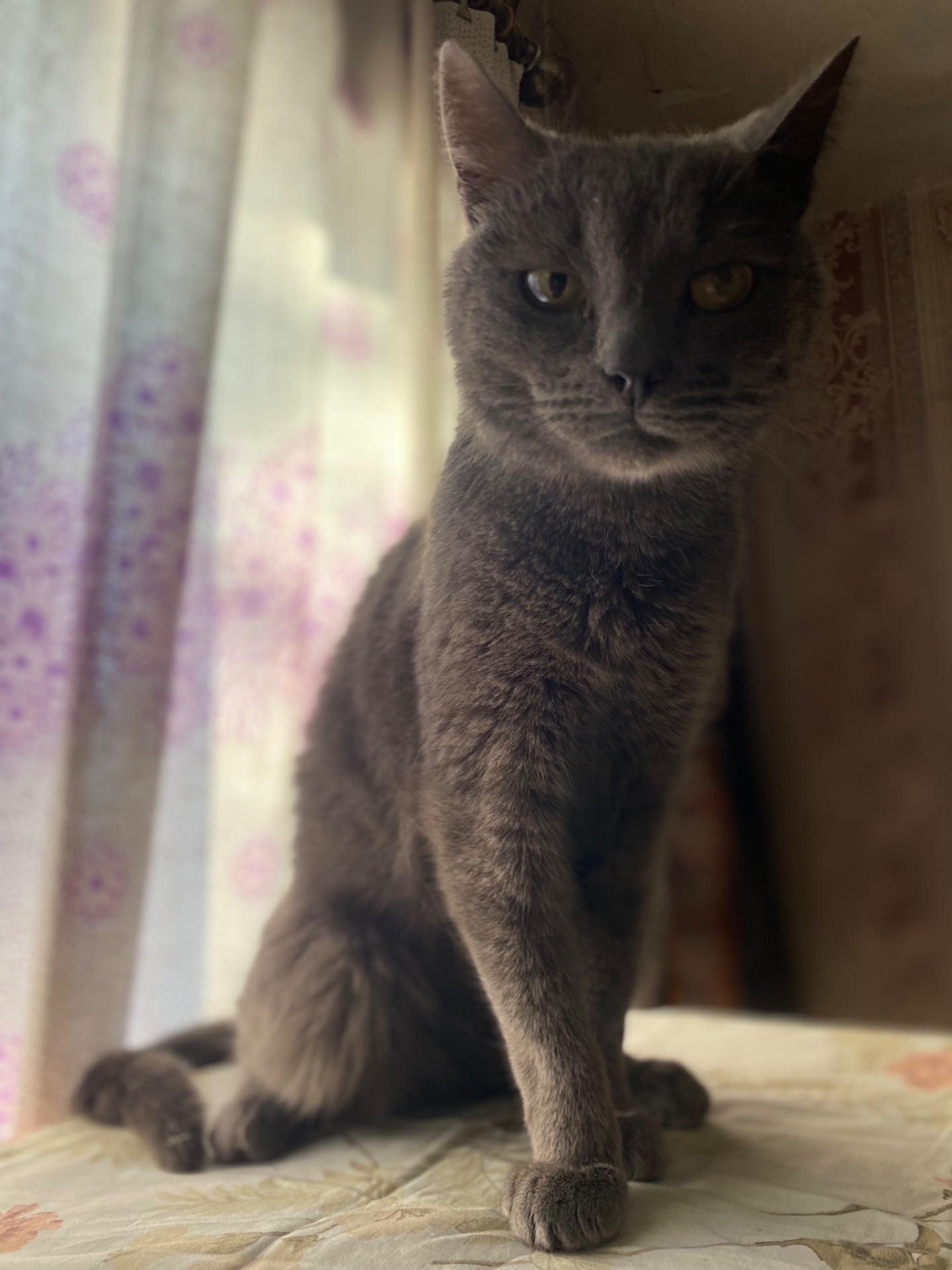 Котик Димок у пошуках родини