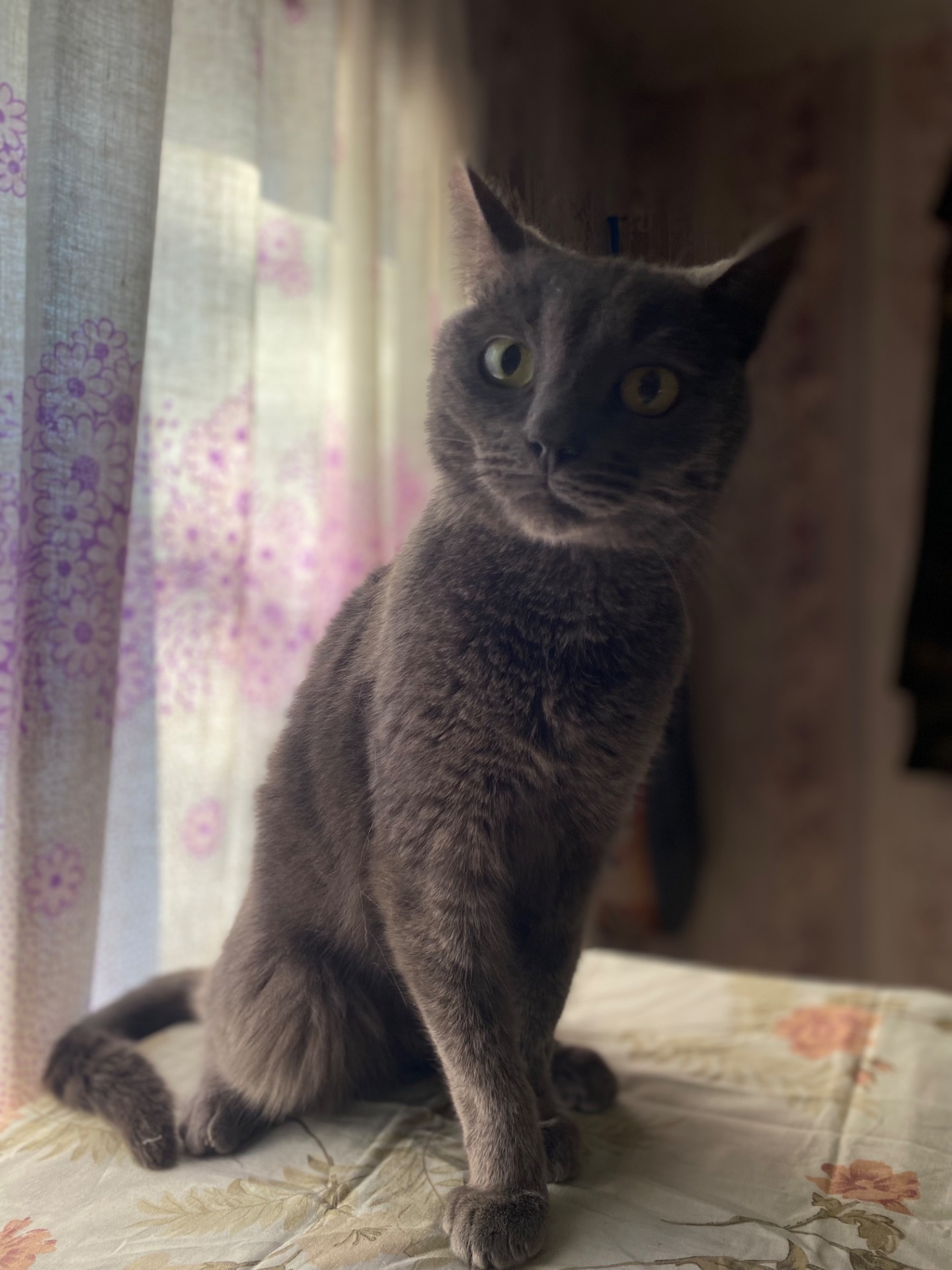 Котик Димок у пошуках родини