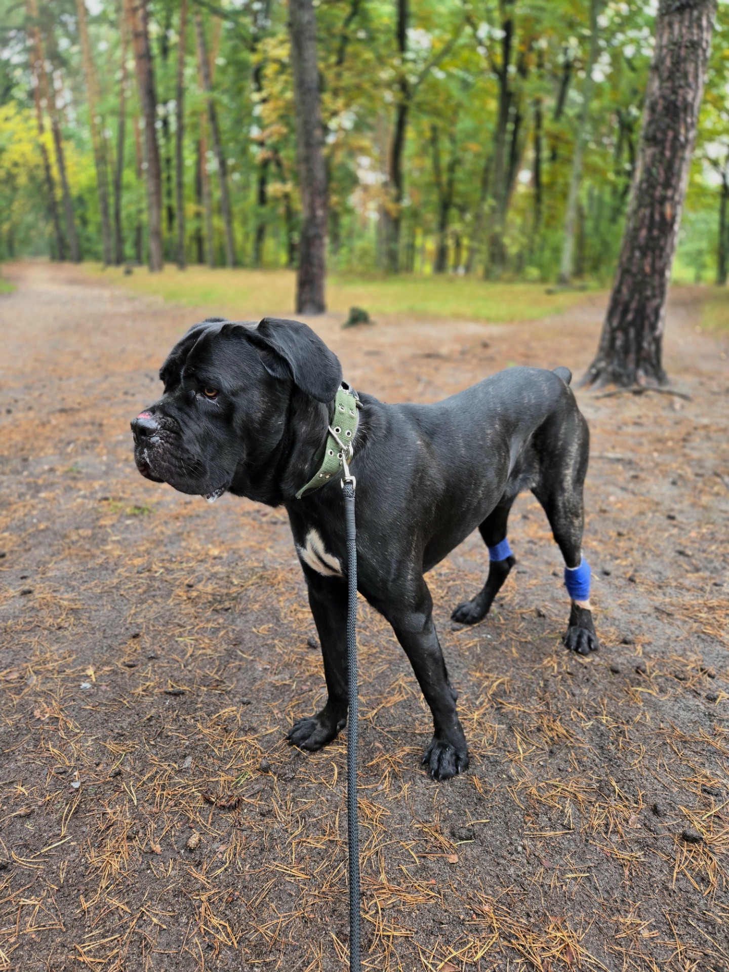 Блейд шукає відповідальну родину