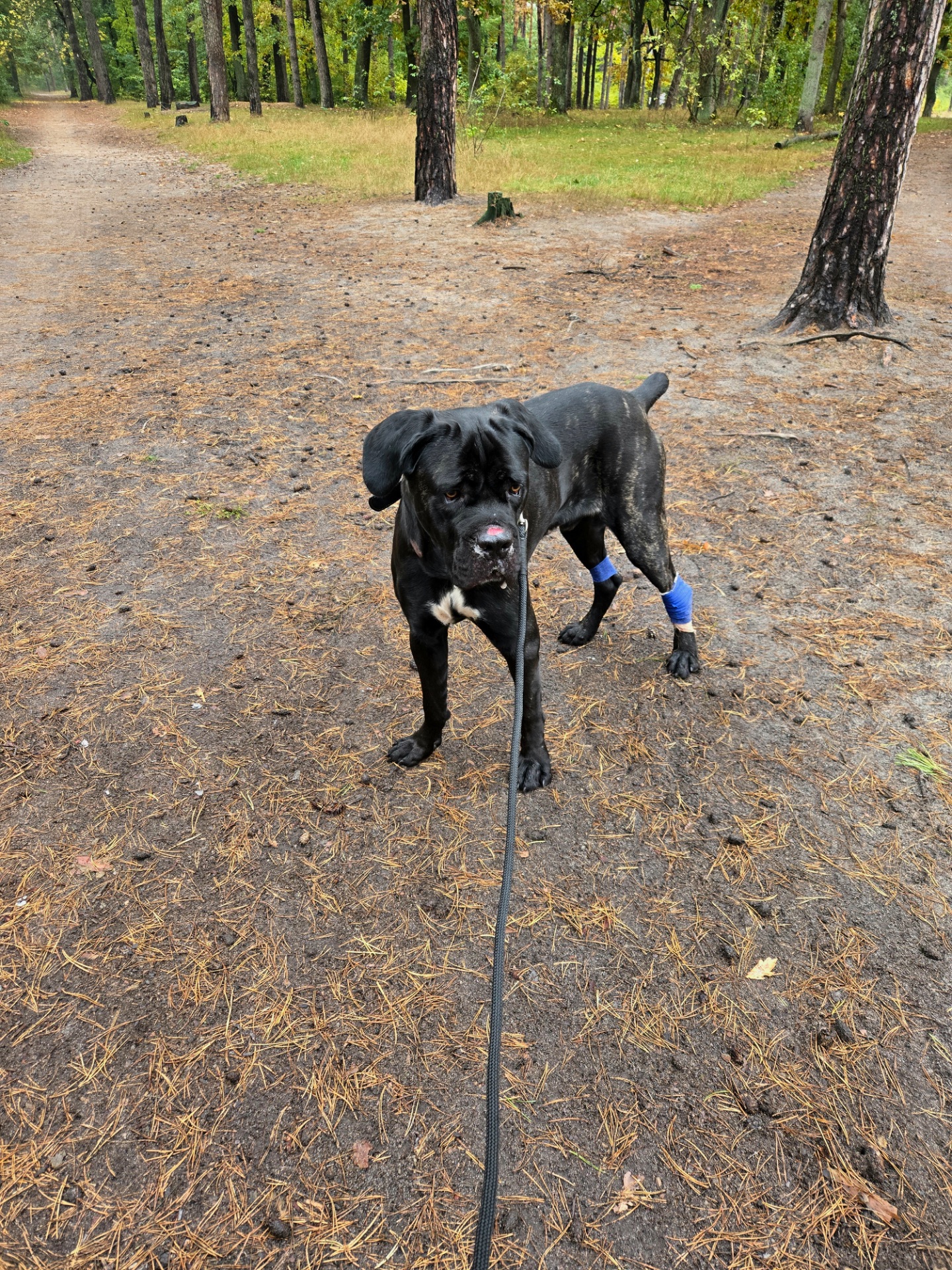 Блейд шукає відповідальну родину