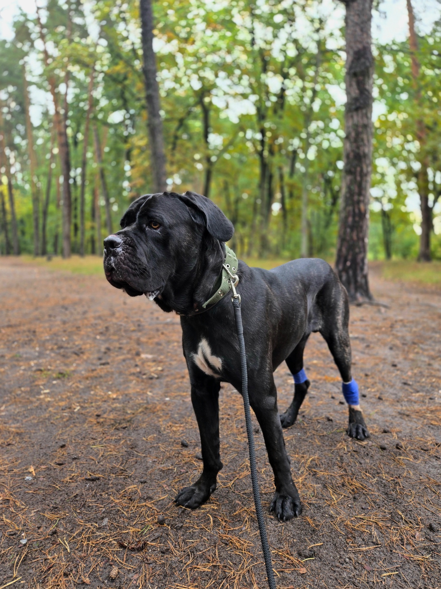 Блейд шукає відповідальну родину