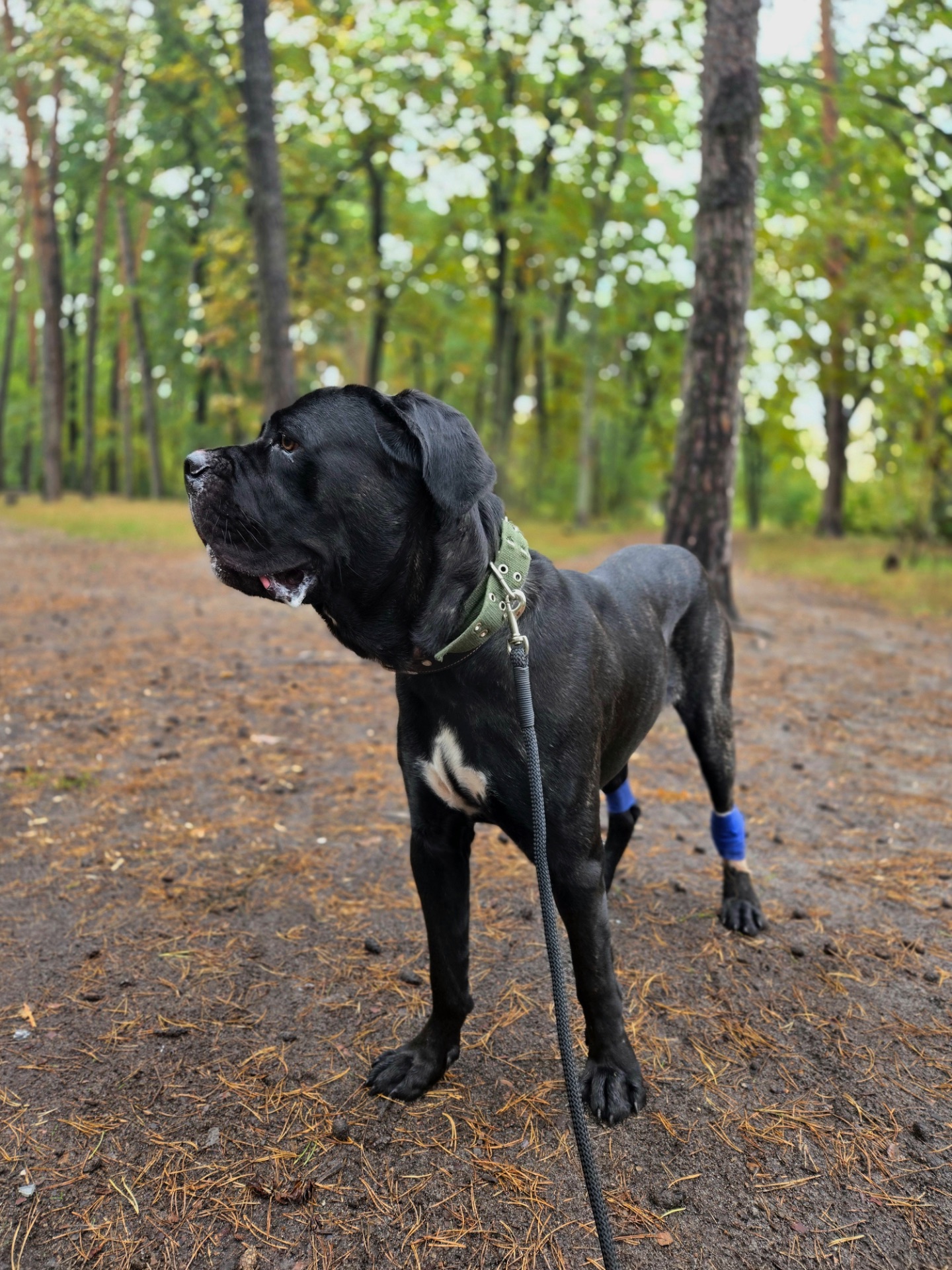 Блейд шукає відповідальну родину