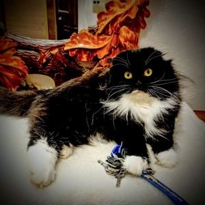 Котик кіці кошеня