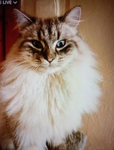 Котик кіт кошеня