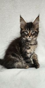 Мальчик мейн кун