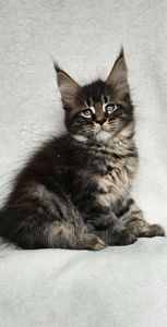 Мальчик мейн кун