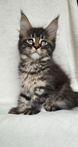 Мальчик мейн кун