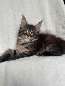 Мальчик мейн кун