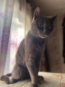 Котик Димок у пошуках родини