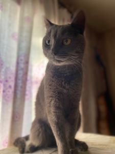 Котик Димок у пошуках родини