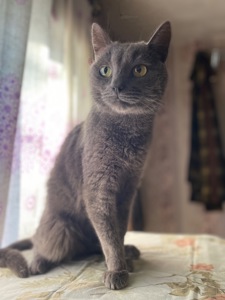 Котик Димок у пошуках родини