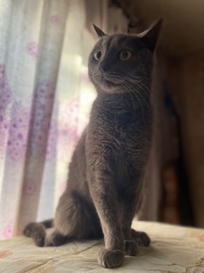 Котик Димок у пошуках родини