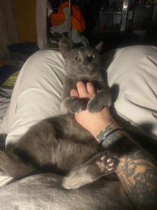 Котик Димок у пошуках родини