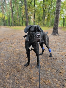 Блейд шукає відповідальну родину
