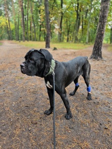 Блейд шукає відповідальну родину