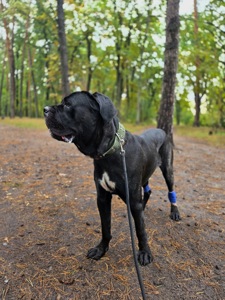 Блейд шукає відповідальну родину