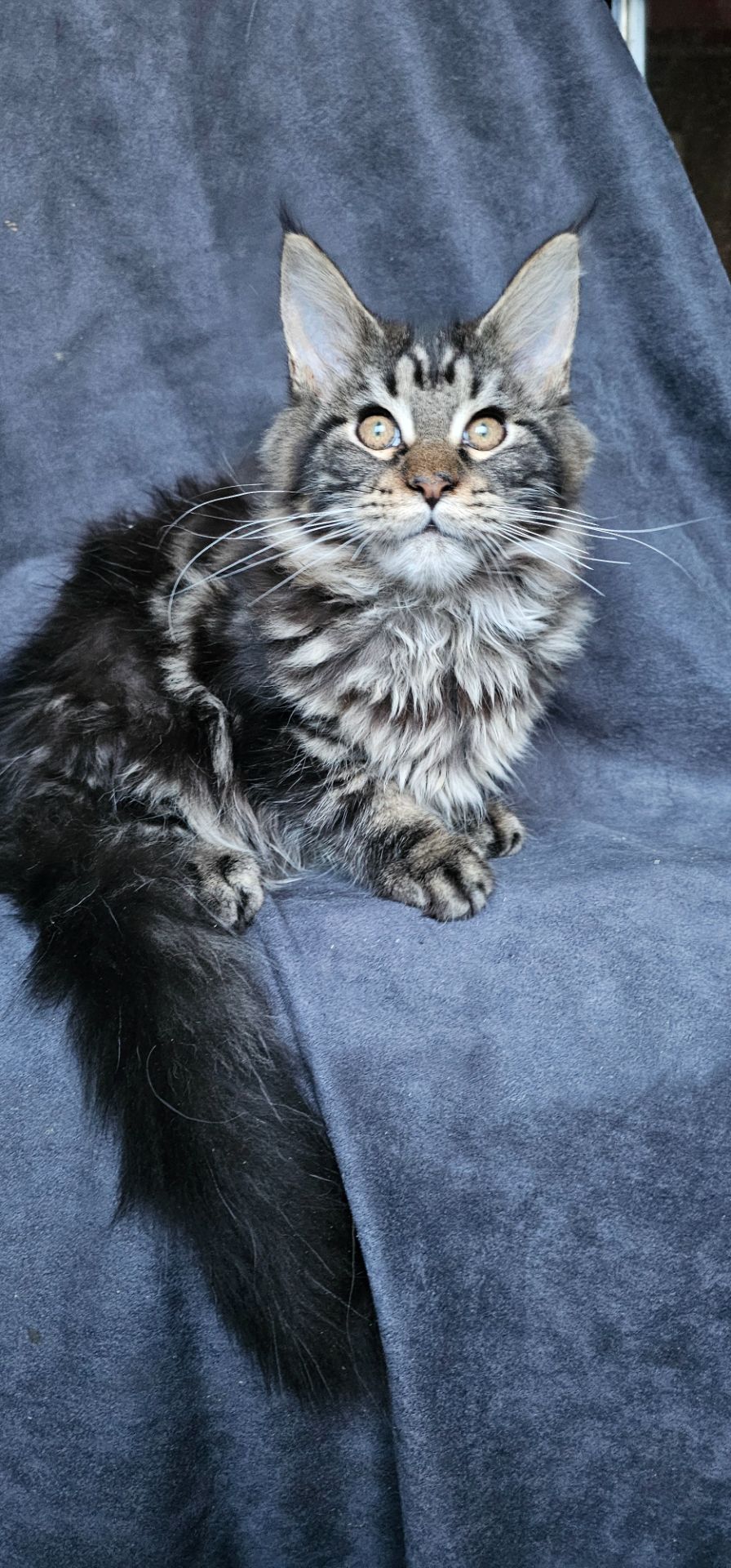 Девочка лесного/дикого окраса мейн кун