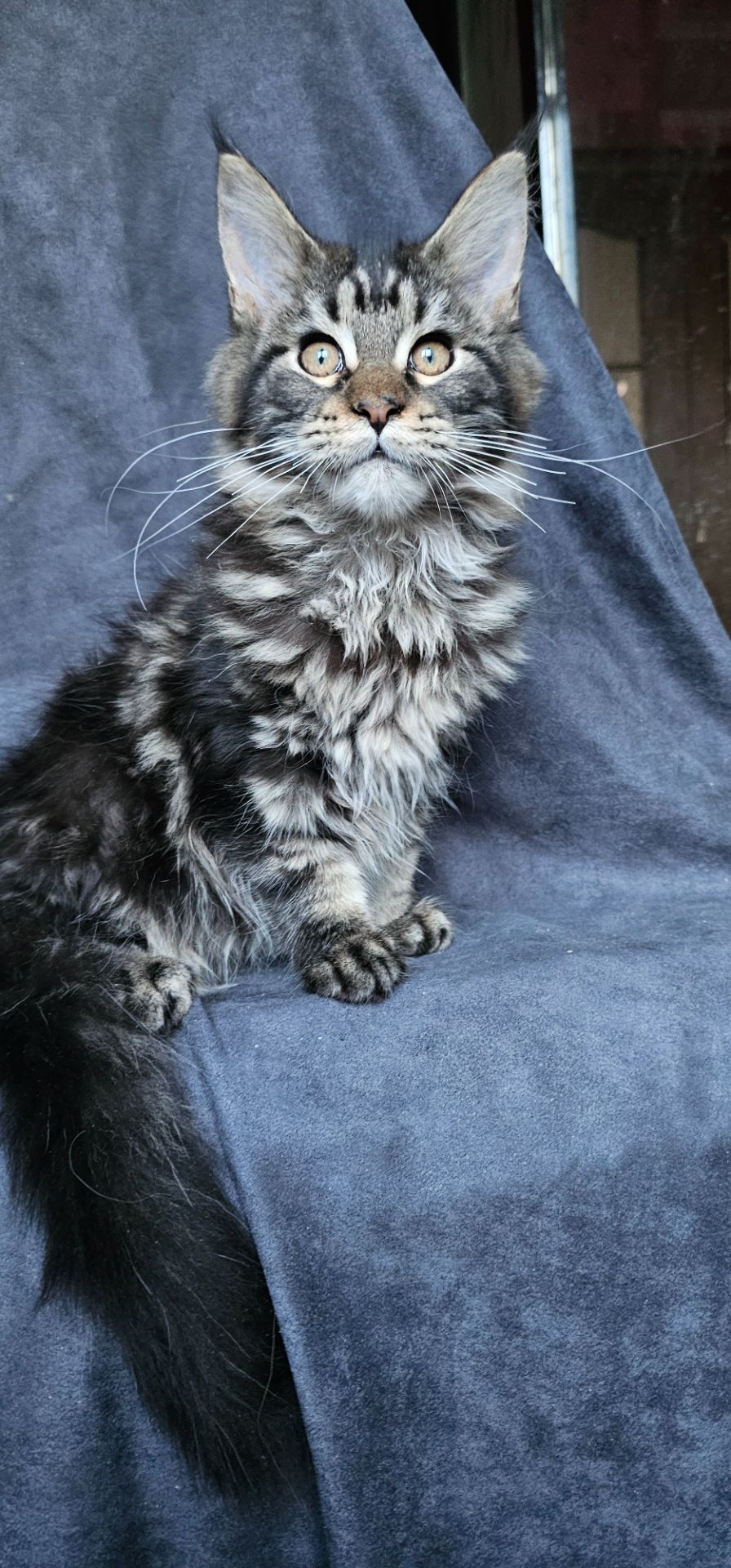 Девочка лесного/дикого окраса мейн кун