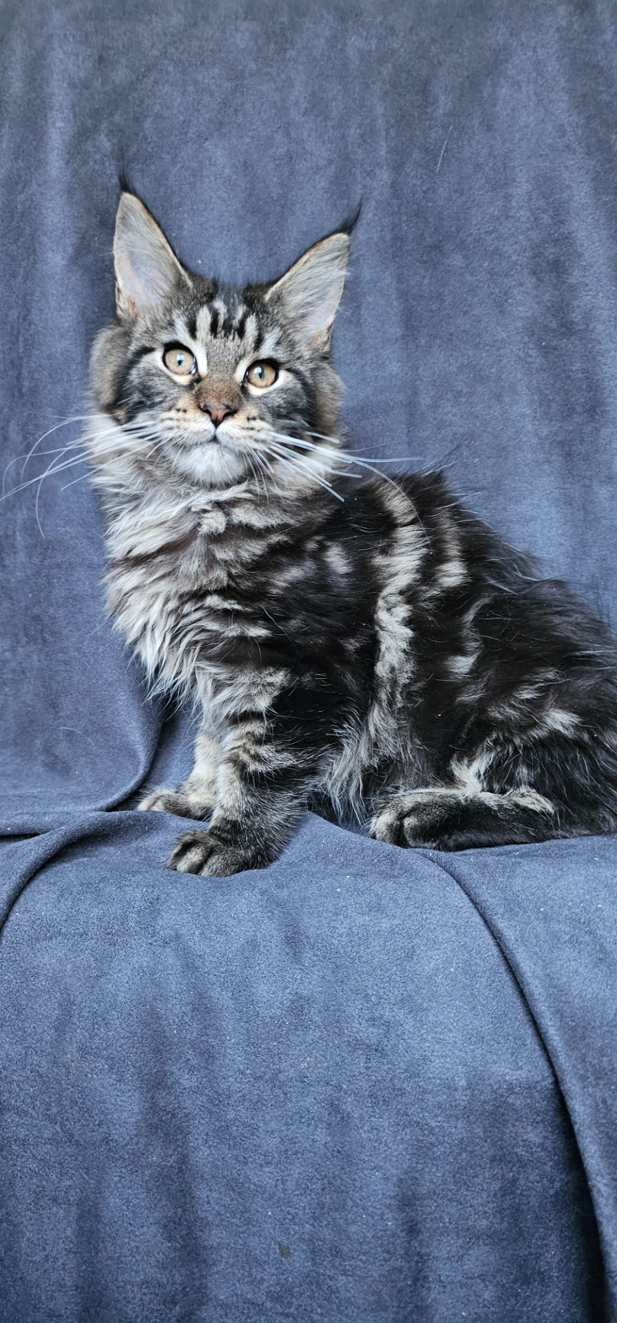 Девочка лесного/дикого окраса мейн кун