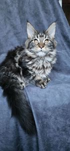 Девочка лесного/дикого окраса мейн кун