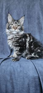 Девочка лесного/дикого окраса мейн кун