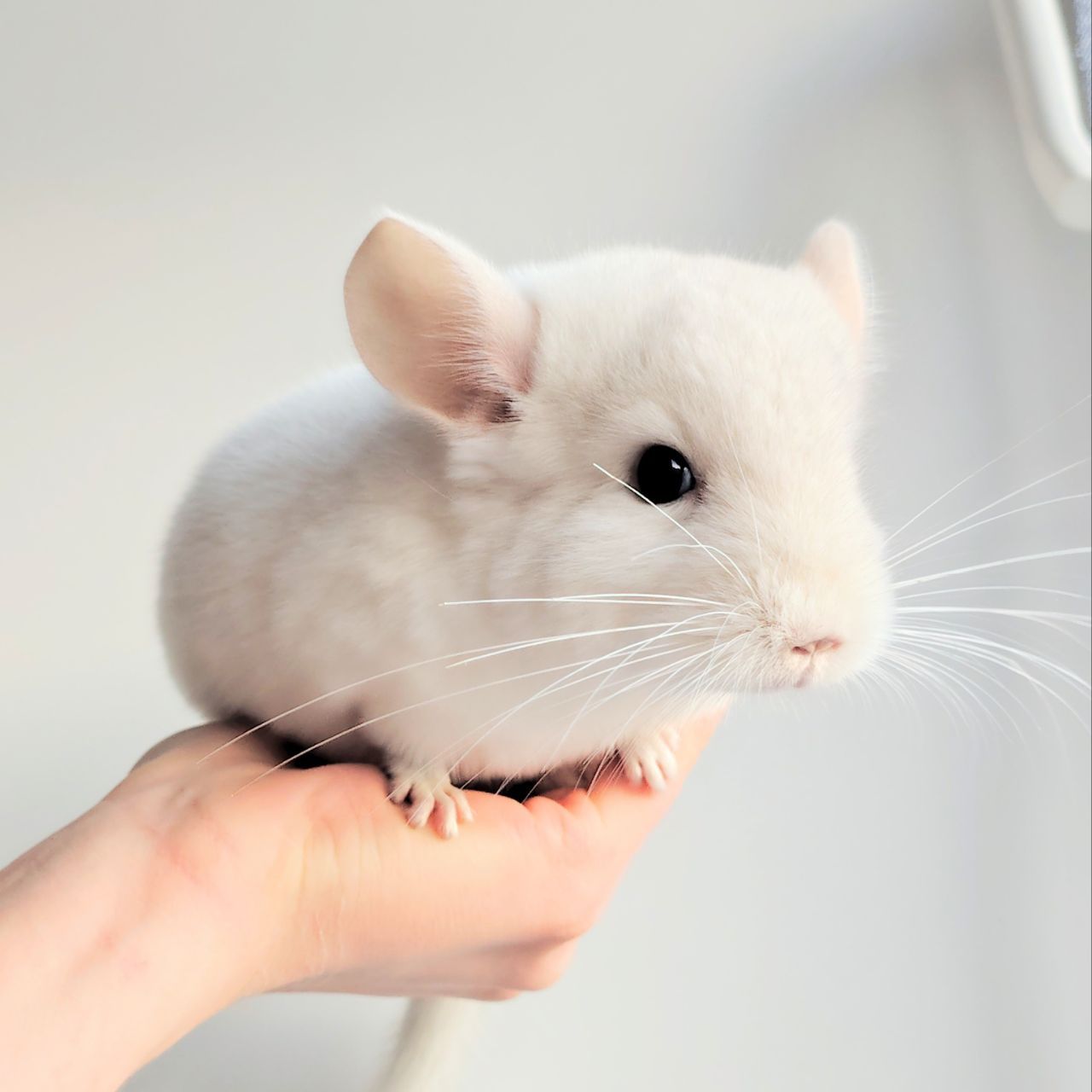 Шиншилята 🤍