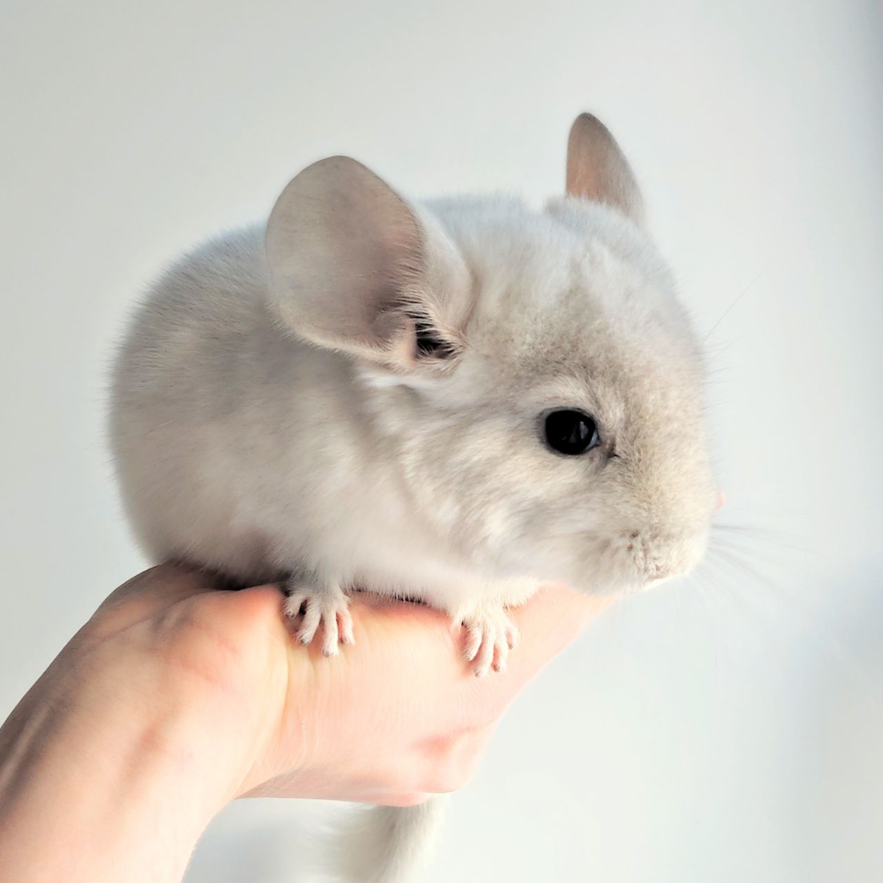 Шиншилята 🤍