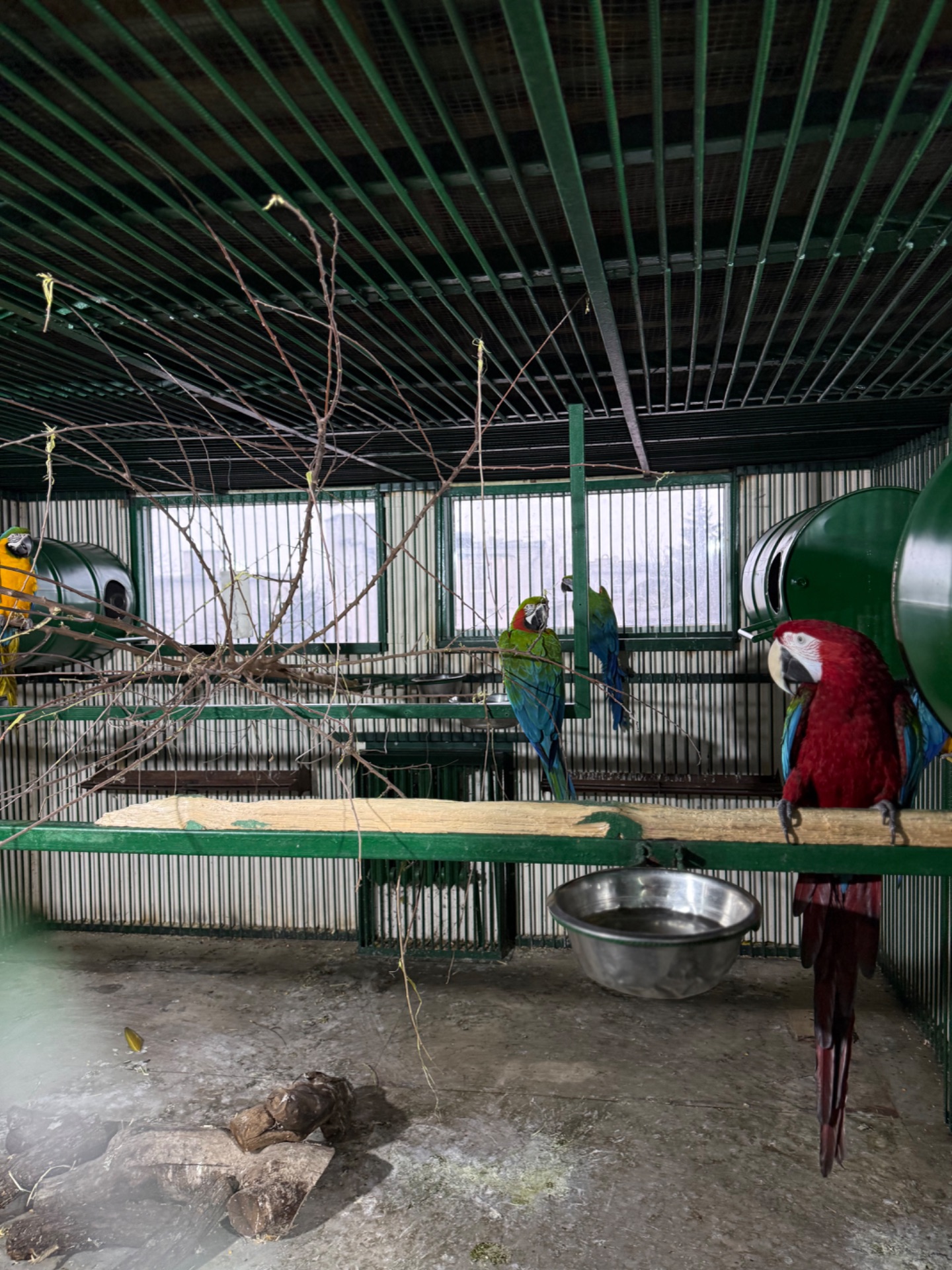 Взрослые попугаи Ара, есть готовые пары для размножения